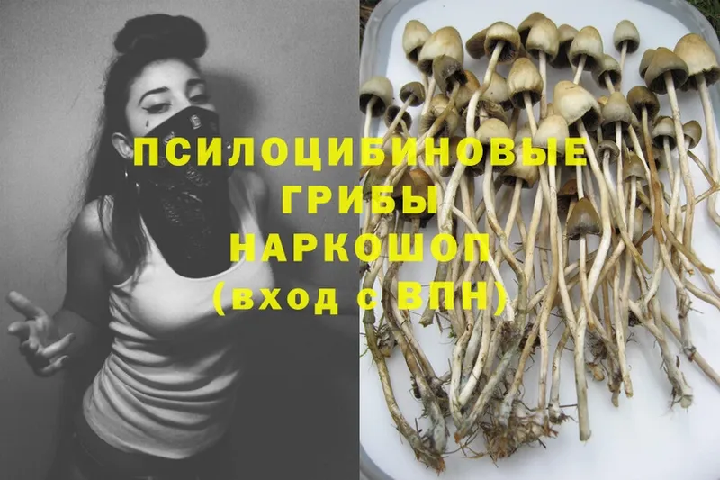 Псилоцибиновые грибы Cubensis  Волчанск 